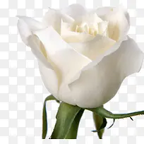 白色玫瑰花-空若网 白色玫瑰花-空若网