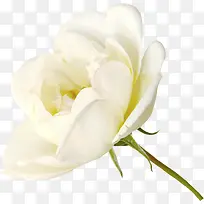 白色玫瑰-空若网 白色玫瑰-空若网