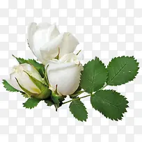 白色玫瑰花-空若网 白色玫瑰花-空若网