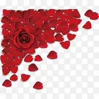 玫瑰花瓣-空若网 玫瑰花瓣-空若网