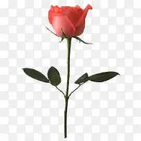 情人节粉红玫瑰-空若网 情人节粉红玫瑰-空若网