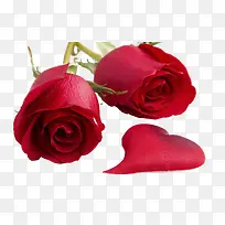 玫瑰花-空若网 玫瑰花-空若网