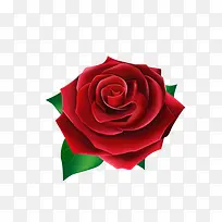 玫瑰花-空若网 玫瑰花-空若网