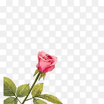 玫瑰-空若网 玫瑰-空若网