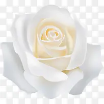 白色玫瑰-空若网 白色玫瑰-空若网