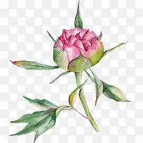 ˮ��õ��-������