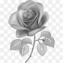 玫瑰-空若网 玫瑰-空若网