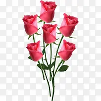 节日玫瑰-空若网 节日玫瑰-空若网