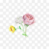 水彩手绘玫瑰-空若网 水彩手绘玫瑰-空若网