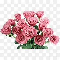 一束玫瑰-空若网 一束玫瑰-空若网