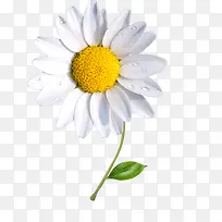 白色花-空若网 白色花-空若网