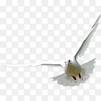 飞翔白色鸽子-空若网 飞翔白色鸽子-空若网