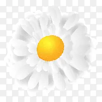 白色菊花-空若网 白色菊花-空若网