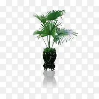 产品实物绿植-空若网 产品实物绿植-空若网