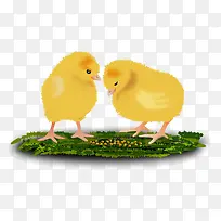 手绘小鸡-空若网 手绘小鸡-空若网