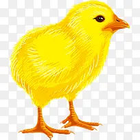 卡通可爱小鸡-空若网 卡通可爱小鸡-空若网