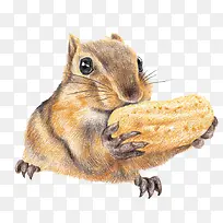 吃食物的松鼠-空若网 吃食物的松鼠-空若网