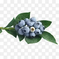 水果蓝莓图片-空若网 水果蓝莓图片-空若网