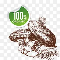 矢量手绘蔬菜-空若网 矢量手绘蔬菜-空若网