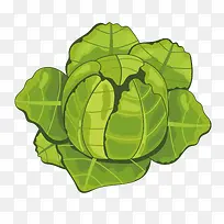卷心菜-空若网 卷心菜-空若网