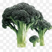 花椰菜-空若网 花椰菜-空若网