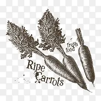 矢量手绘胡萝卜-空若网 矢量手绘胡萝卜-空若网