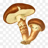 蘑菇-空若网 蘑菇-空若网