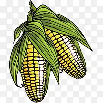 玉米-空若网 玉米-空若网