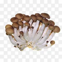 蔬菜蘑菇-空若网 蔬菜蘑菇-空若网