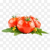 番茄-空若网 番茄-空若网