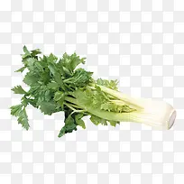 蔬菜-空若网 蔬菜-空若网