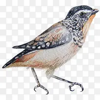 ��ͨ�ɰ�С����װ�ζ���ͷ��-������