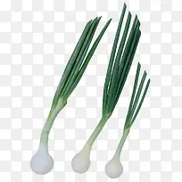 大葱-空若网 大葱-空若网