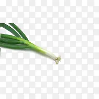 葱-空若网 葱-空若网