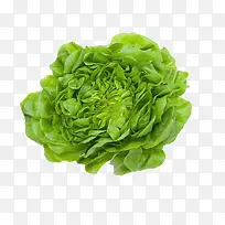 生菜-空若网 生菜-空若网