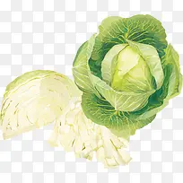 菜头生菜PNG矢量素材-空若网 菜头生菜PNG矢量素材-空若网