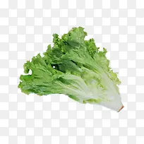 生菜-空若网 生菜-空若网