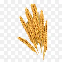 小麦-空若网 小麦-空若网