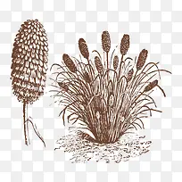 �ֻ�ֲ��-������