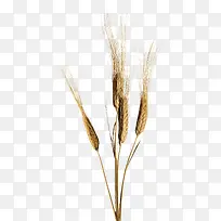 ʳ��С��-������