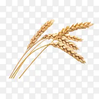 小麦-空若网 小麦-空若网