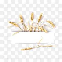 小麦-空若网 小麦-空若网