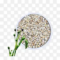 薏米-空若网 薏米-空若网