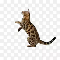 �����ϼ���è�ɼ��������è-������