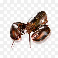 产品实物棕色大龙虾-空若网 产品实物棕色大龙虾-空若网