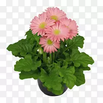 川菊切花室内植物-非洲菊-空若网 川菊切花室内植物-非洲菊-空若网