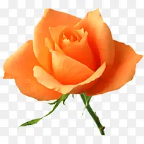 橘色玫瑰花-空若网 橘色玫瑰花-空若网