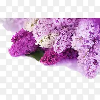 粉色花瓣-空若网 粉色花瓣-空若网