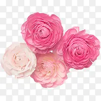 粉色花瓣清新可爱-空若网 粉色花瓣清新可爱-空若网