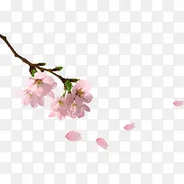 �һ���֦-������